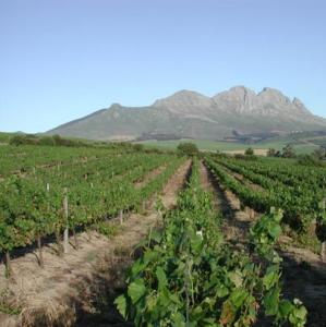 simonsig in stellenbosch