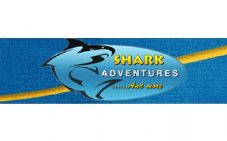 Shark Adventures in gordons bay